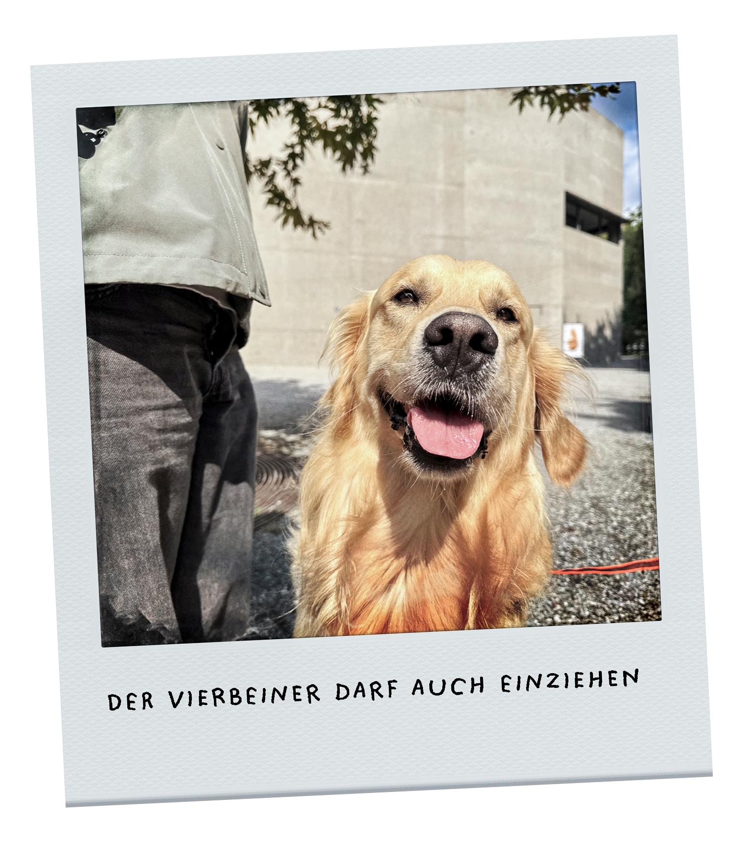 ein Hundebild